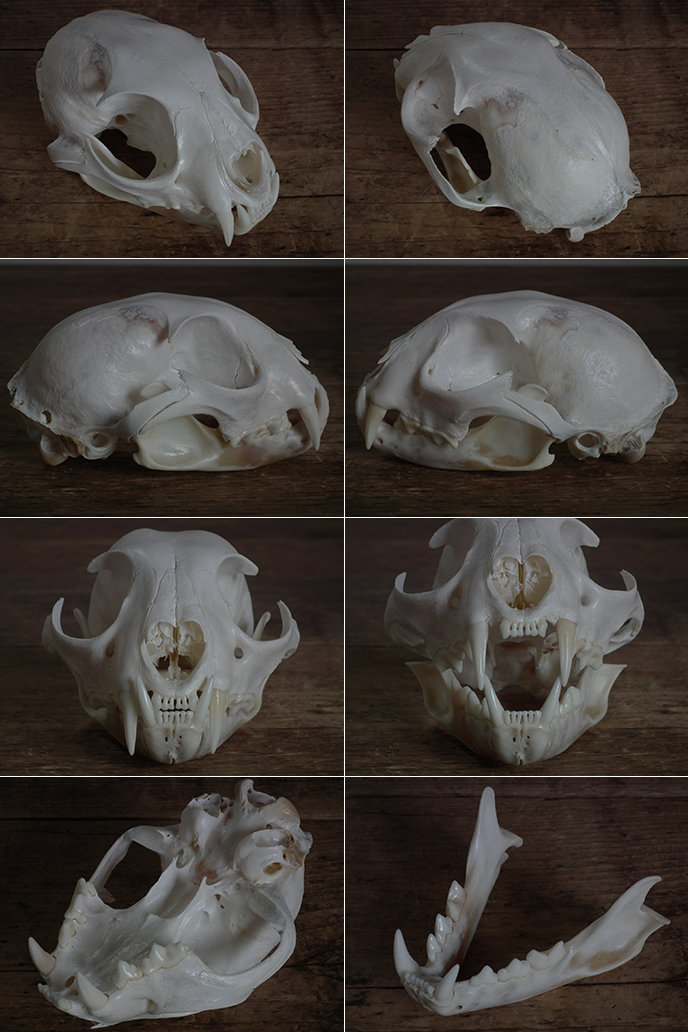 A02793 ネコ科の動物の頭蓋骨 スカル | MANSIKKA antiquesMANSIKKA