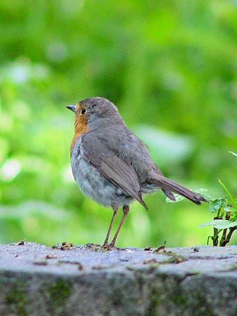 ロビン （ヨーロッパコマドリ 欧羅巴駒鳥） European Robin (Erithacus
