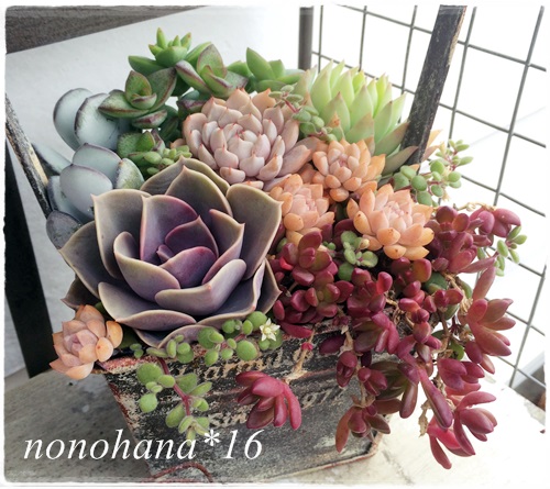春に向けて多肉植物の寄せ植えを仕立て直し☆ | 多肉植物 | nonohana色