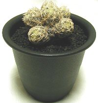 エスコバリア ミニマ(Escobaria minima)写真 多肉植物データベース