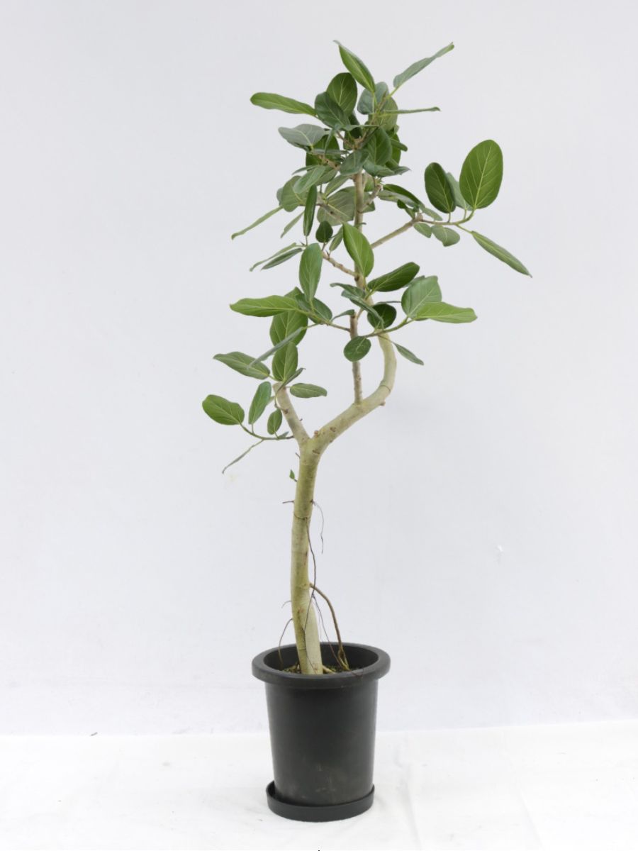 フィカス・ベンガレンシス 8号の通販 | 観葉植物通販AONOKI（あおのき）