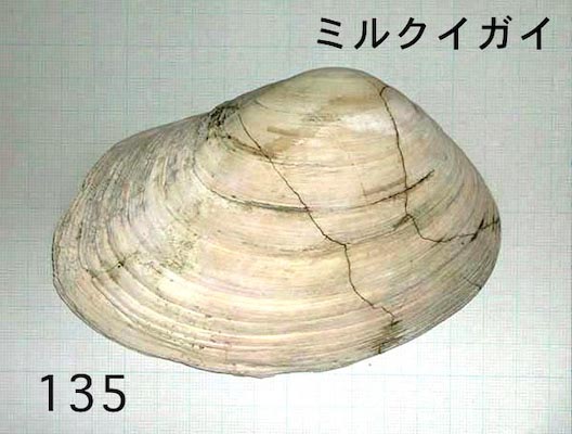 二枚貝/四角型の貝/詳細ページ