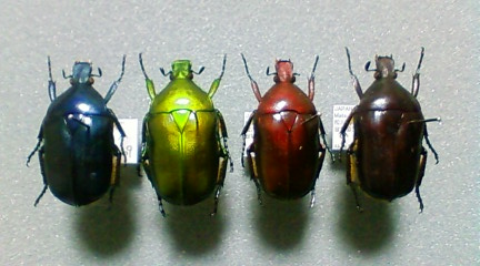 カナブン | 虫けら屋の「ちょっと虫採り行ってくる！」