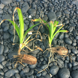 ハワイの植物：Lauhala（ラウハラ）の育て方 - ハワイアン・セレクト