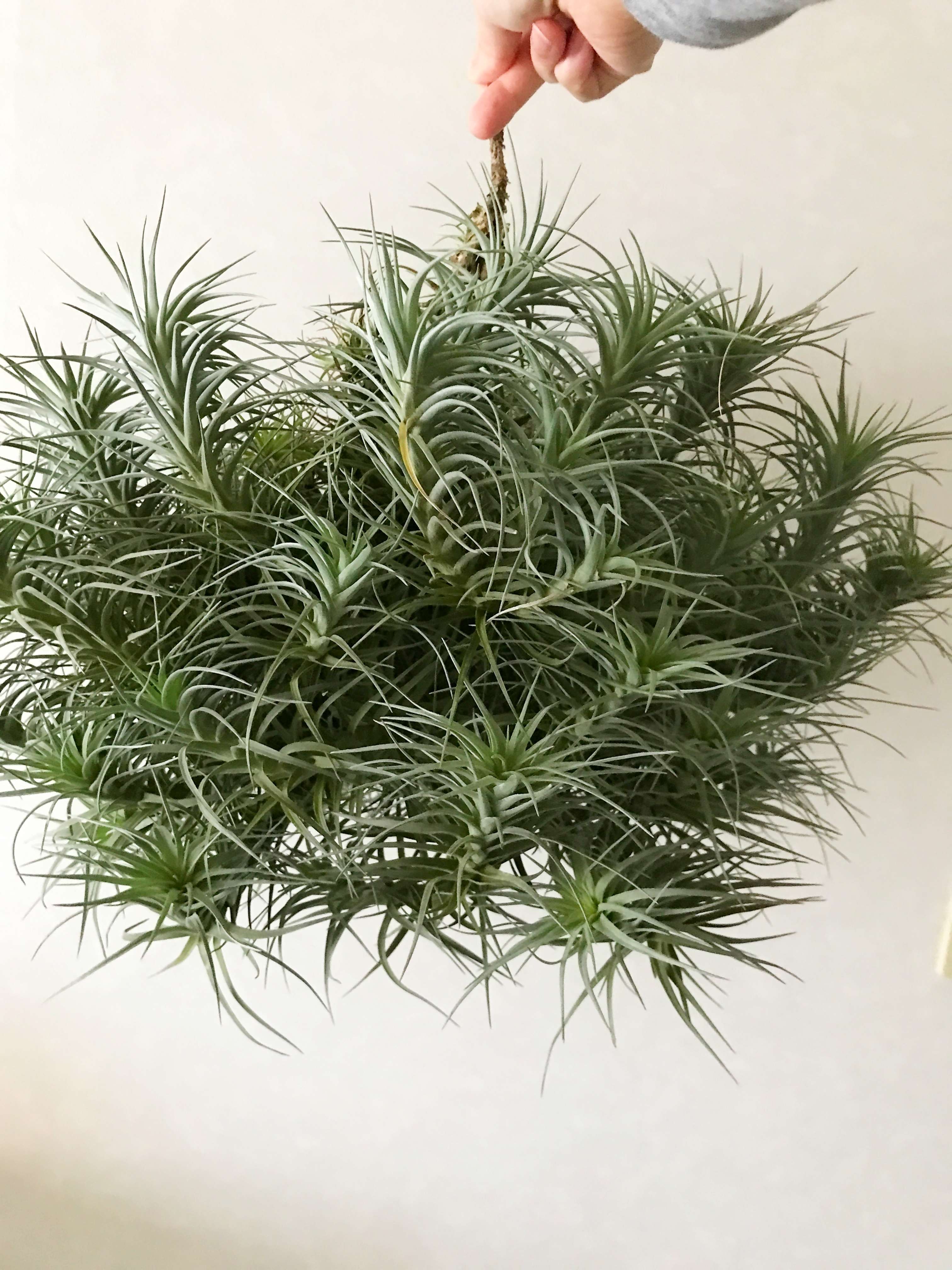 チランジア・アエラントス×ベルゲリ Tillandsia aeranthos × T