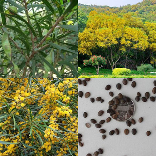 Acacia Confusa & Formosa Acacia Seeds - heyouseeds – HeYou Seeds
