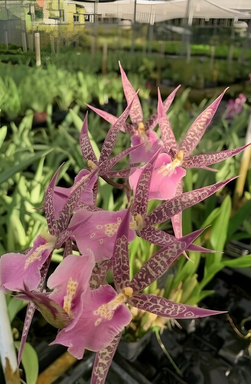 Miltassia C.M. Fitch 'Izumi' – Exotic Spider Orchid – Aloha Hawaii