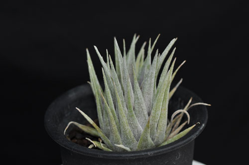 Tillandsia heubergeri