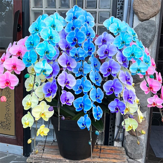 胡蝶蘭・観葉植物 | 愛知県蒲郡市でお花を買うなら花木土