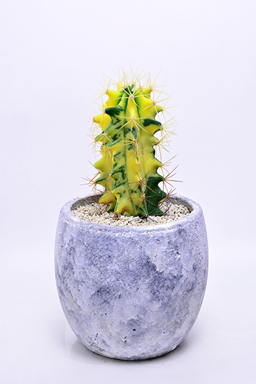 フェロカクタス・王冠竜 良株 良株 Ferocactus Hフェロカクタス・王冠