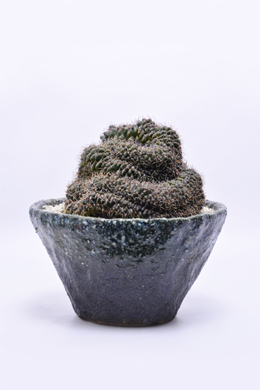 ギムノカリキウム 緋花玉綴化 | 叢 – くさむら – Qusamura