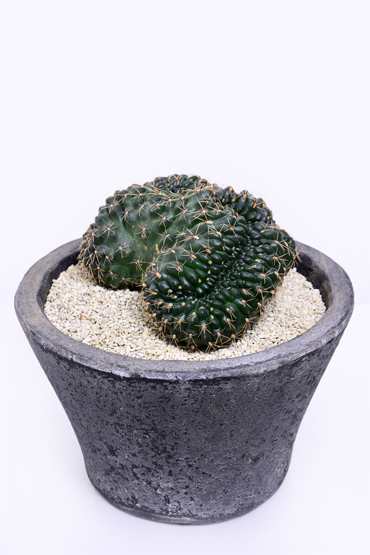 ギムノカリキウム 緋花玉綴化 | 叢 – くさむら – Qusamura