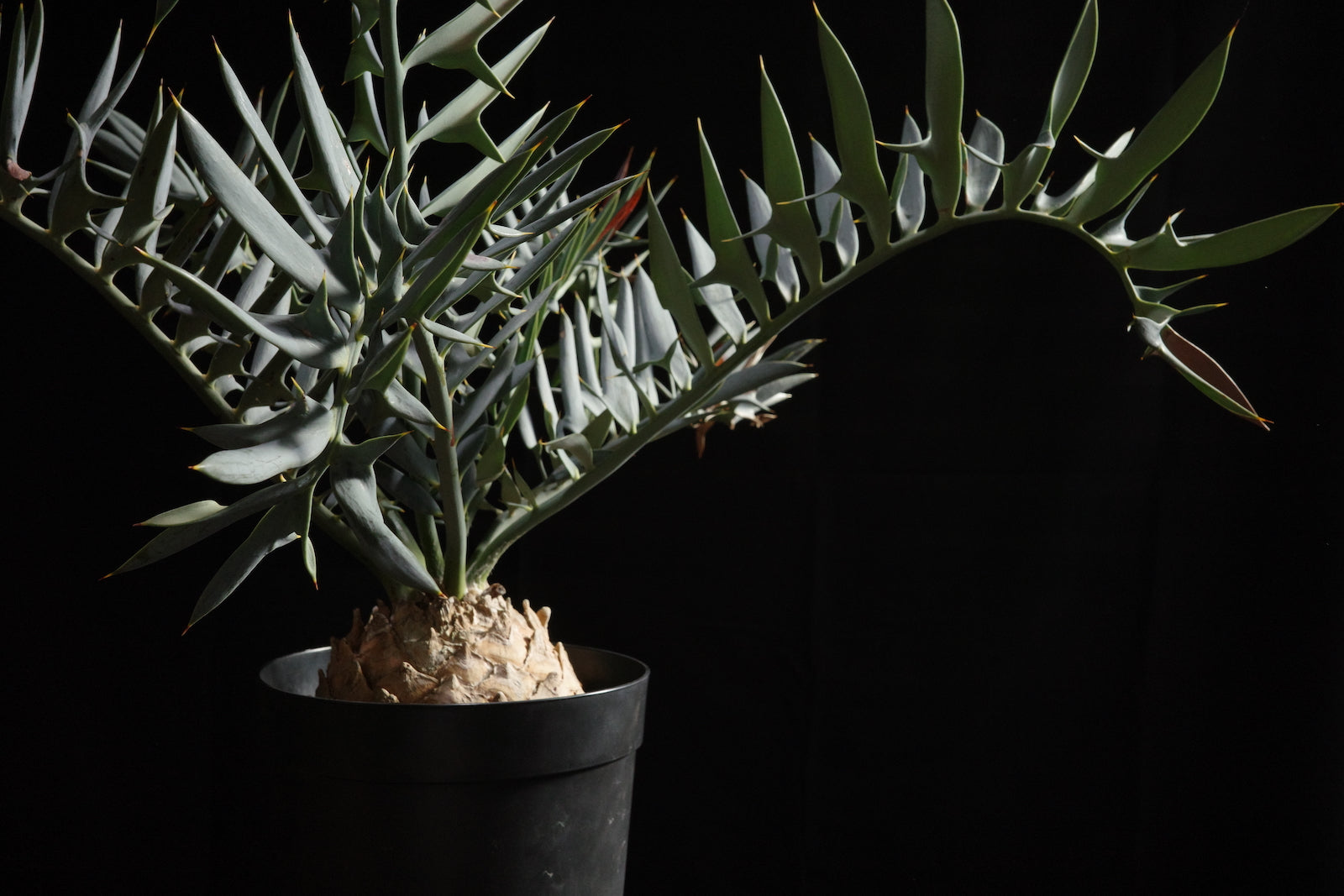 エンセファラルトス・ホリダス｜Encephalartos horridus – ROUTE