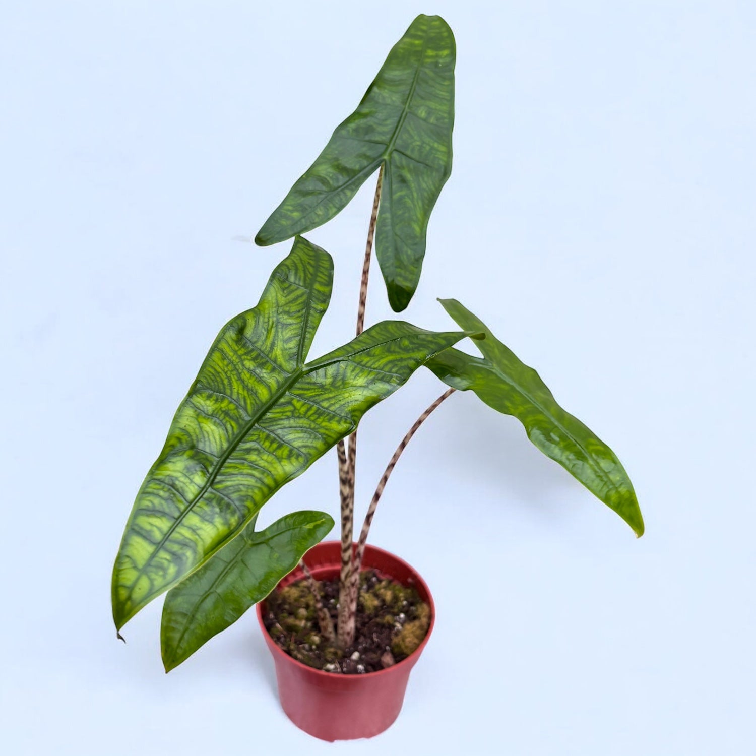 Alocasia zebrina 'Reticulata' - frunzis grafic, contrast