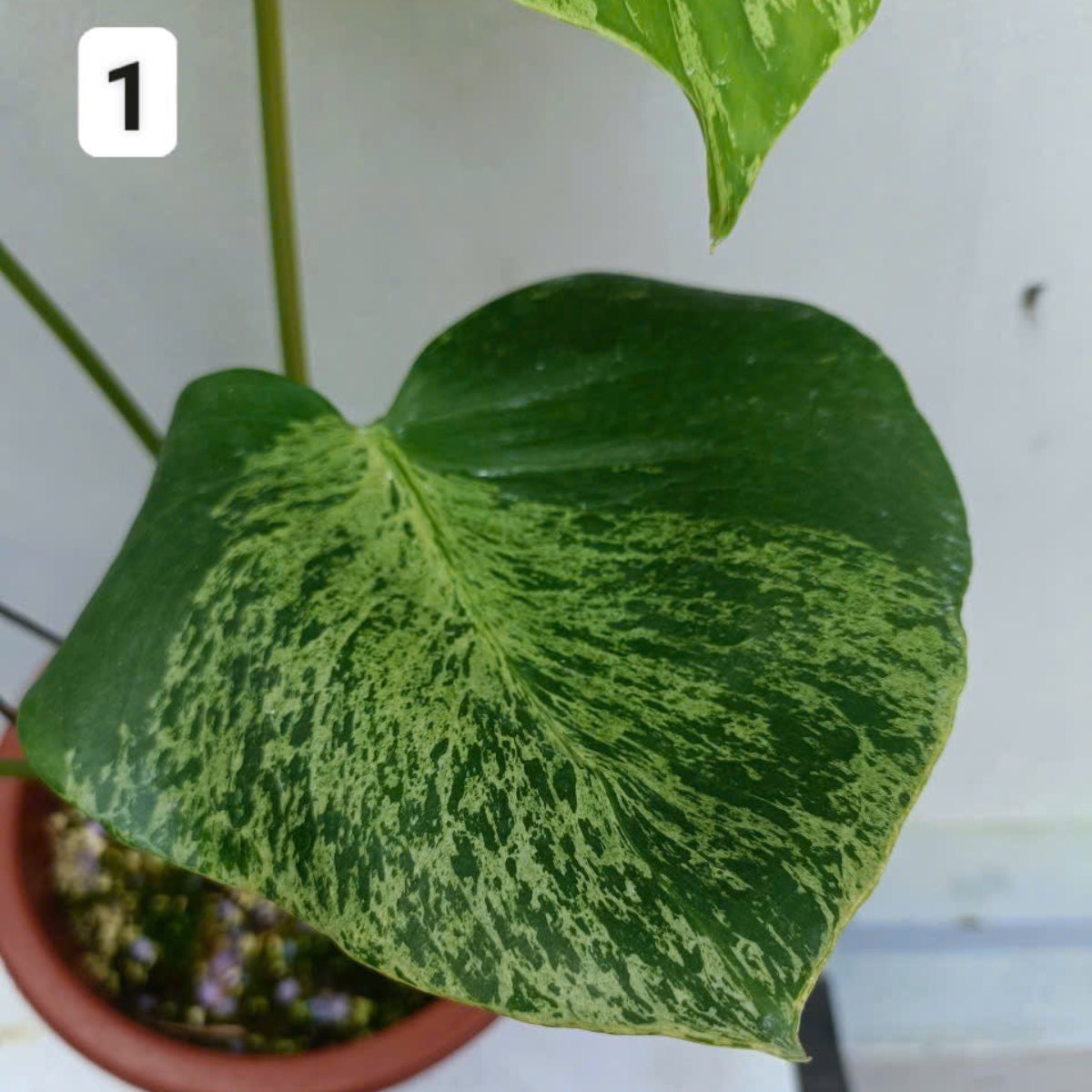A9 モンステラ デリシオーサ ベトシオーサ 癖あり 異変っぽい葉っぱ A9