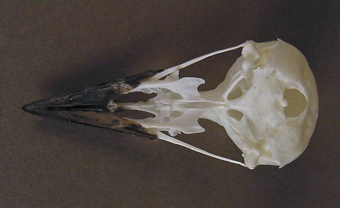 Cyanocorax yncas (Green Jay) – skullsite