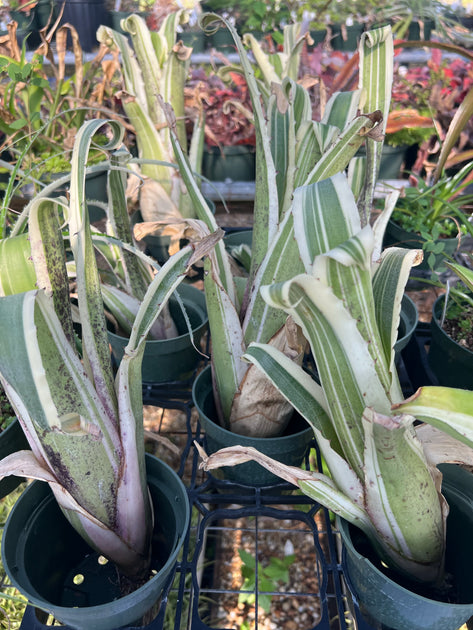 Hohenbergia magnispina 'Karla' – Tropiflora