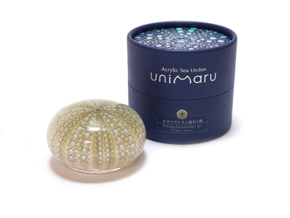 ウニの骨」のアクリル封入標本〜Unimaru – 株式会社ウサギノネドコ