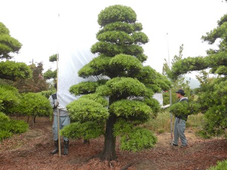 渡辺吉備園/庭木の販売