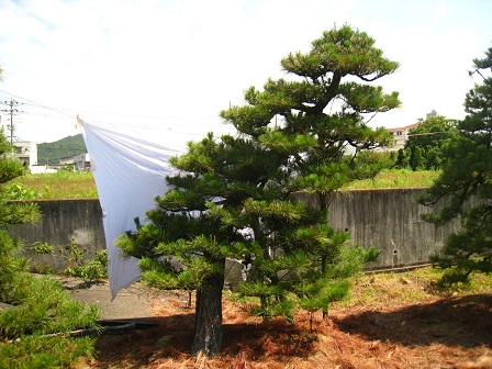 渡辺吉備園/庭木の販売
