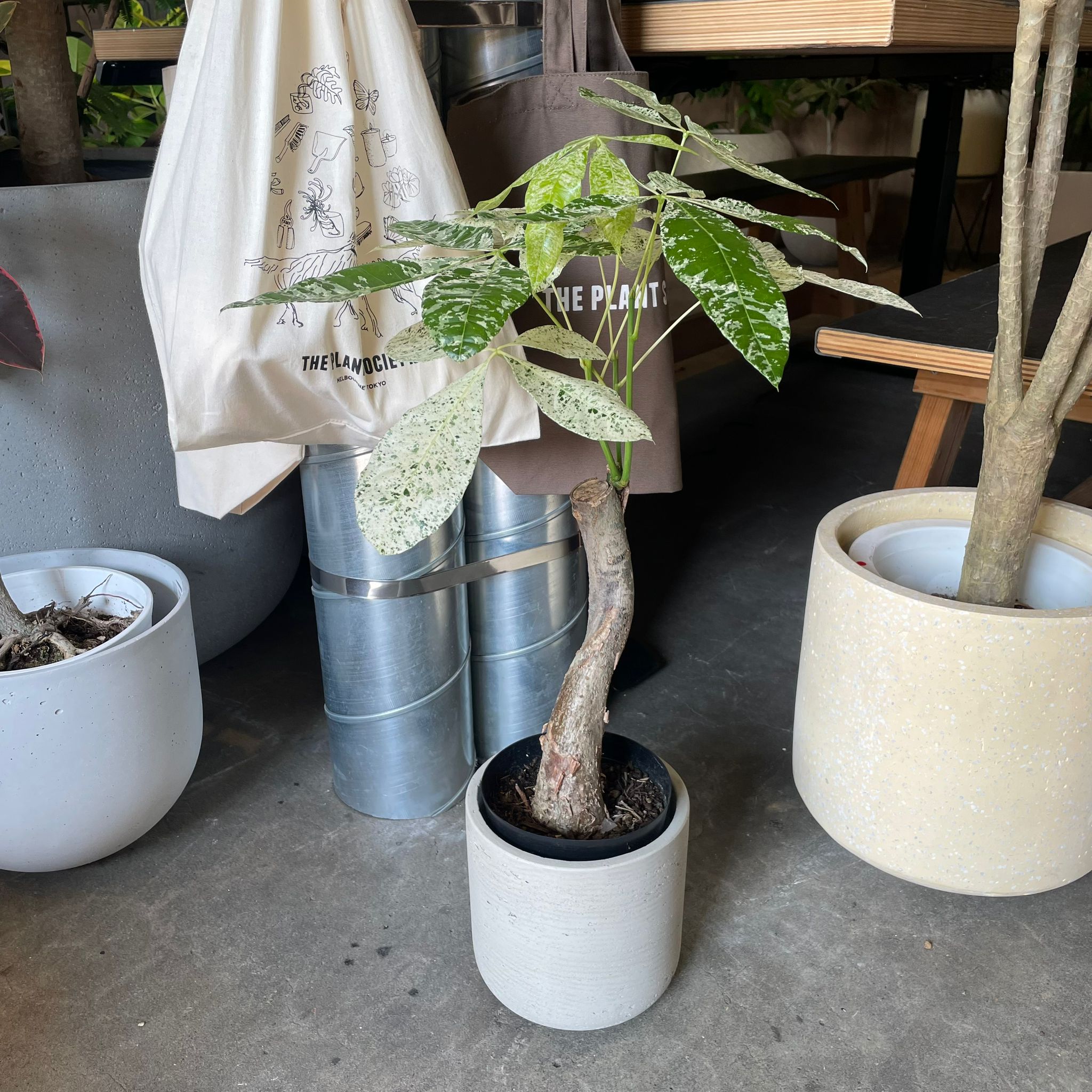 The_Plant_Society_238.jpg?v=
