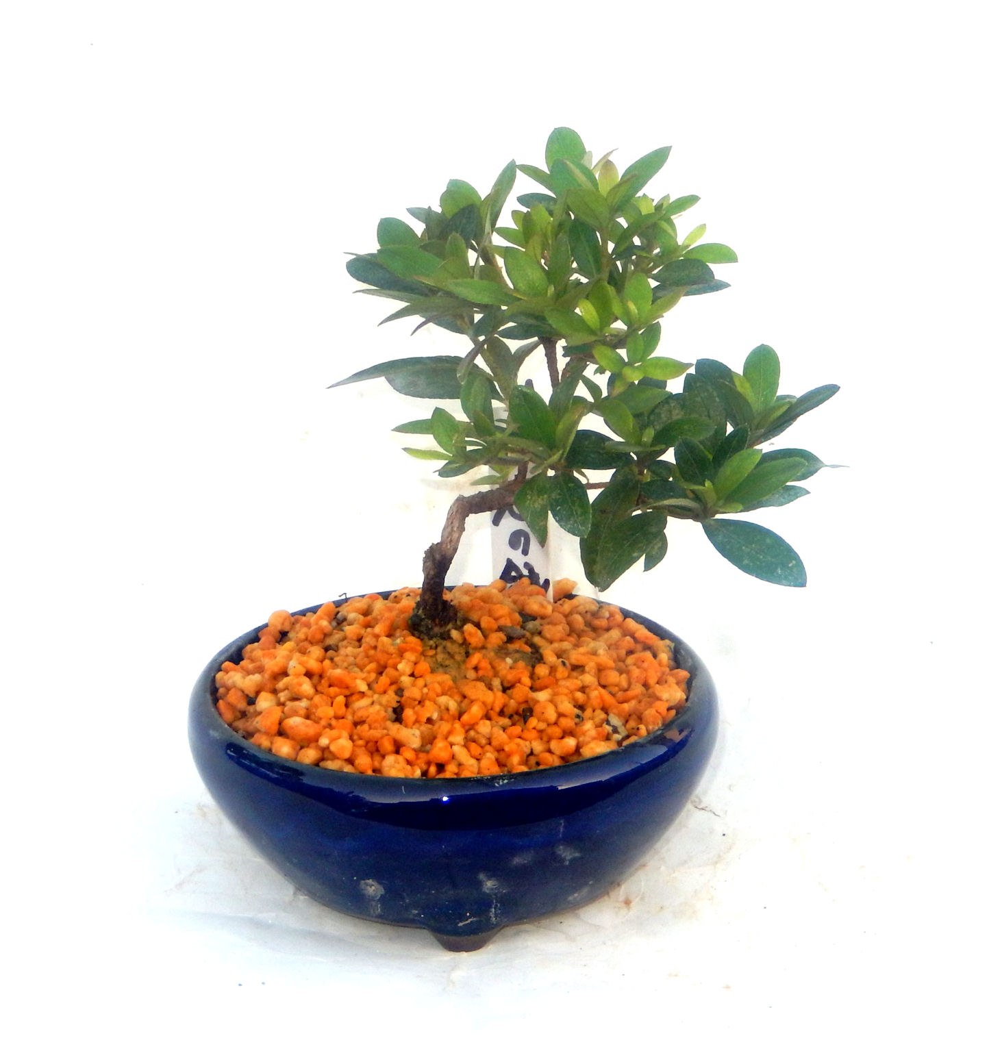 さつき 華宝 模様木9 旧花 ◇素焼き8号鉢 ◇樹高 47cm :