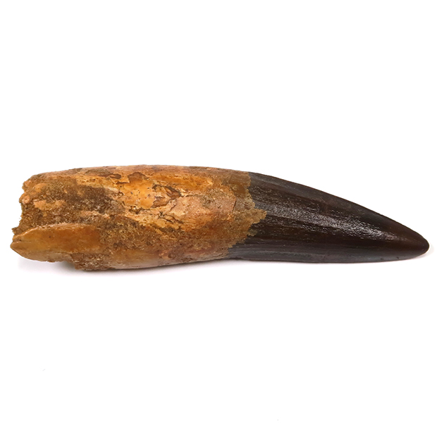 スピノサウルスの歯（Spinosaurus）｜化石販売・鉱物販売の東京サイエンス