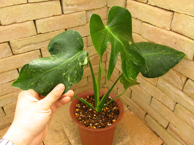 モンステラ・デリシオーサ 実生超奇形個体 安定斑 | 希少植物の販売