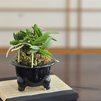 富貴ラン 蘭の盆栽を販売｜盆栽妙 – 盆栽妙 本店