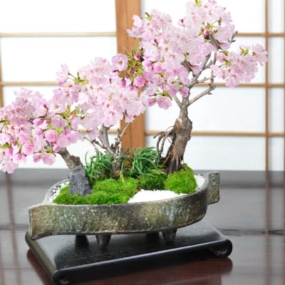 桜の豪華寄植え 落ち葉型 信楽焼鉢 12号の盆栽を販売｜盆栽妙 – 盆栽妙