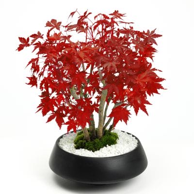 山もみじの寄せ植え 太幹 モダンの盆栽を販売｜盆栽妙 – 盆栽妙 本店