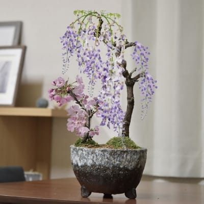 桜と藤の寄植え盆栽 信楽焼 三足青窯変鉢の盆栽を販売｜盆栽妙 – 盆栽