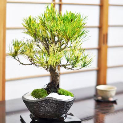 蛇の目松の盆栽を販売｜盆栽妙 – 盆栽妙 本店