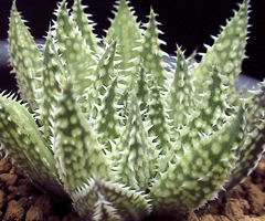 カクタスニシ Cactus and Succulent