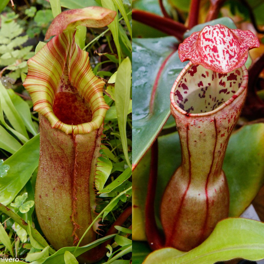 Nepenthes (lowii x veitchii) x clipeata 'Clone 3', CAR-0643