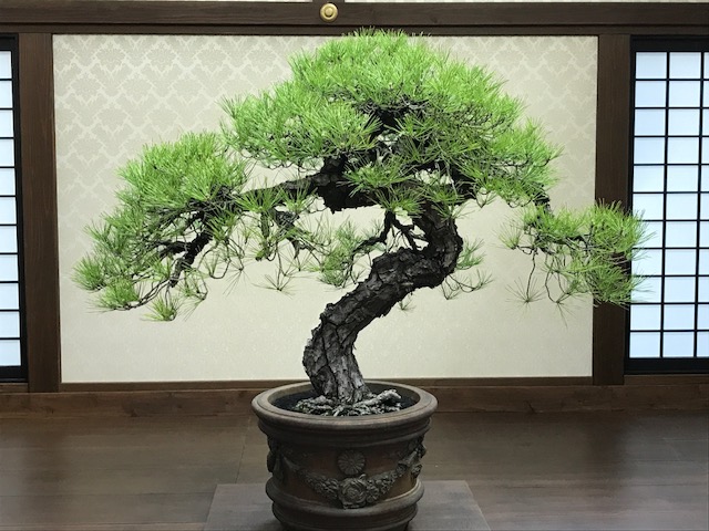 新文人松 | 有限会社仲田種苗園