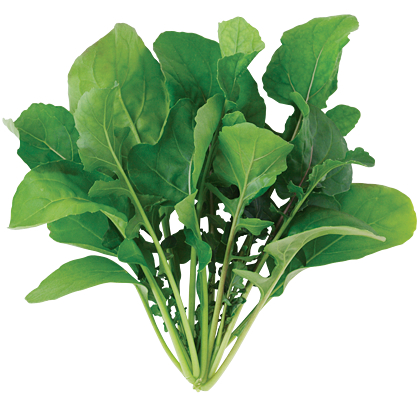 ルッコラの詳細情報 | 水耕栽培器「Green Farm（グリーンファーム）」