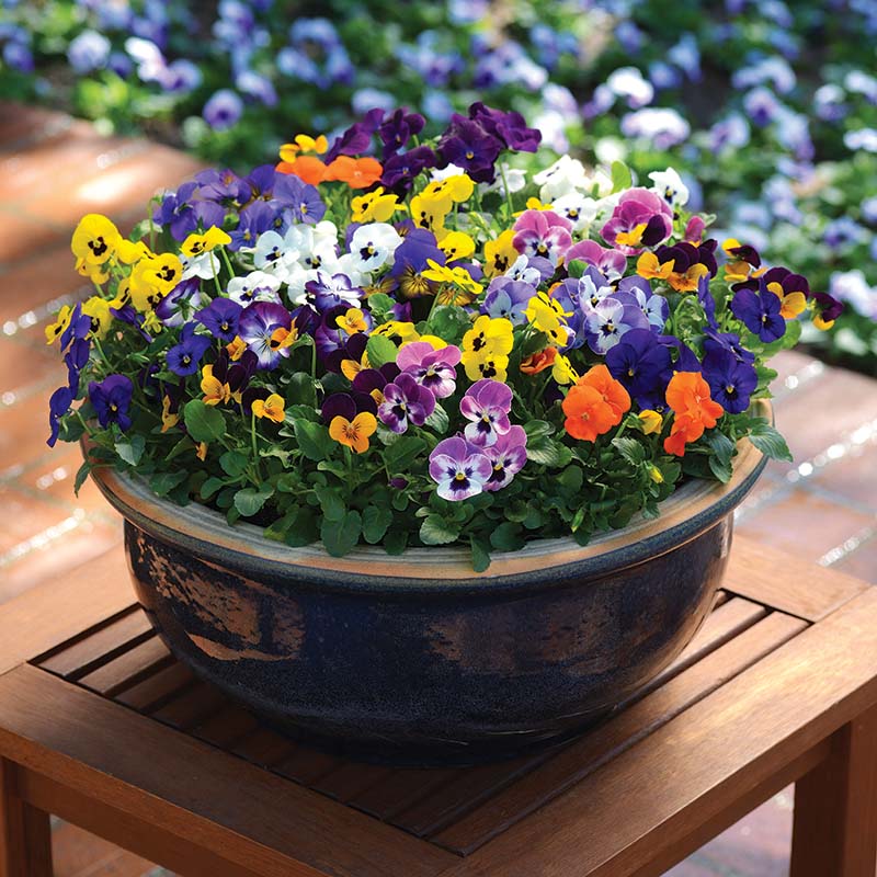 Viola Sorbet XP Autumn Select Mix F1 Seed – Harris Seeds