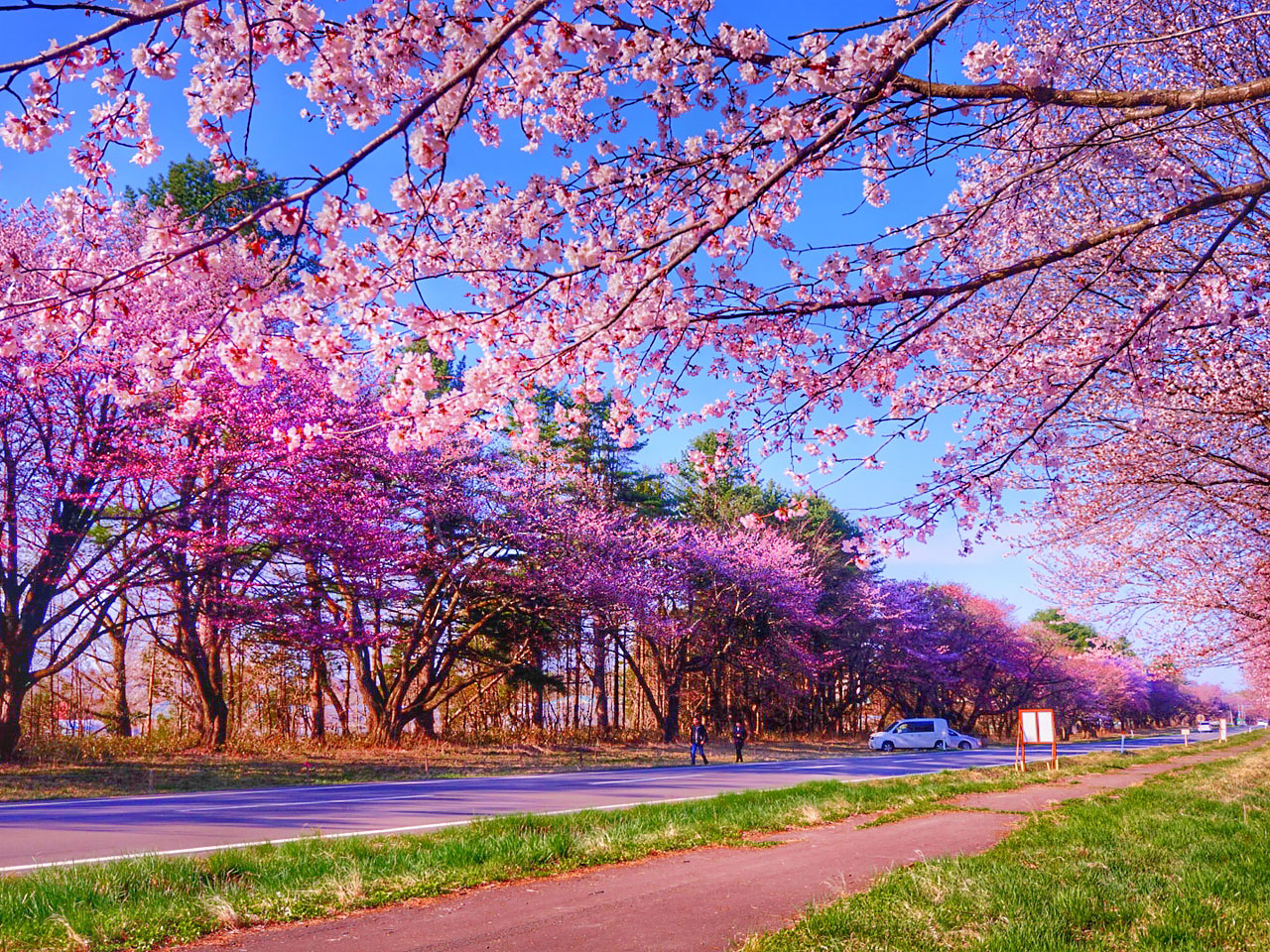 静内二十間道路の桜並木 | 各地の北海道遺産 | 次の世代に残したい
