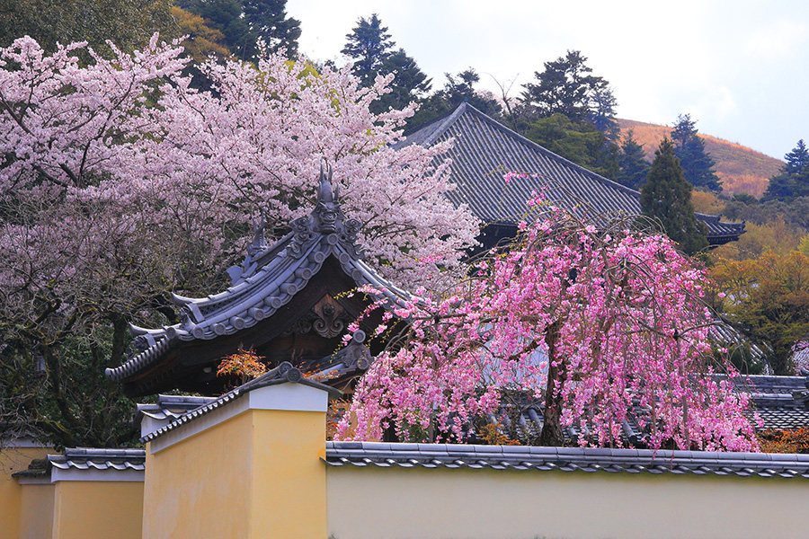 二月堂 桜