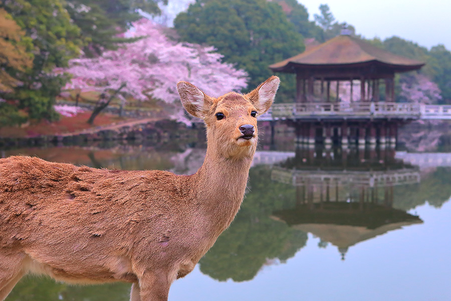 浮見堂 桜