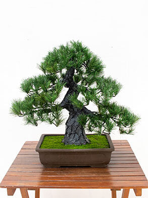 松盆栽