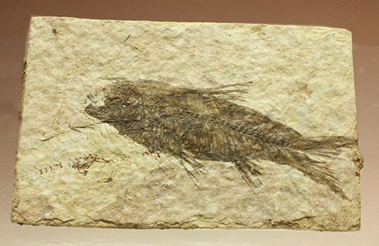 横幅がワイドで見応えあります。約5000万年前の魚化石ナイティア