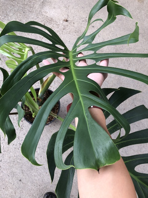 ペペロミア サンデルシー 斑入り Peperomia sandersii variegated