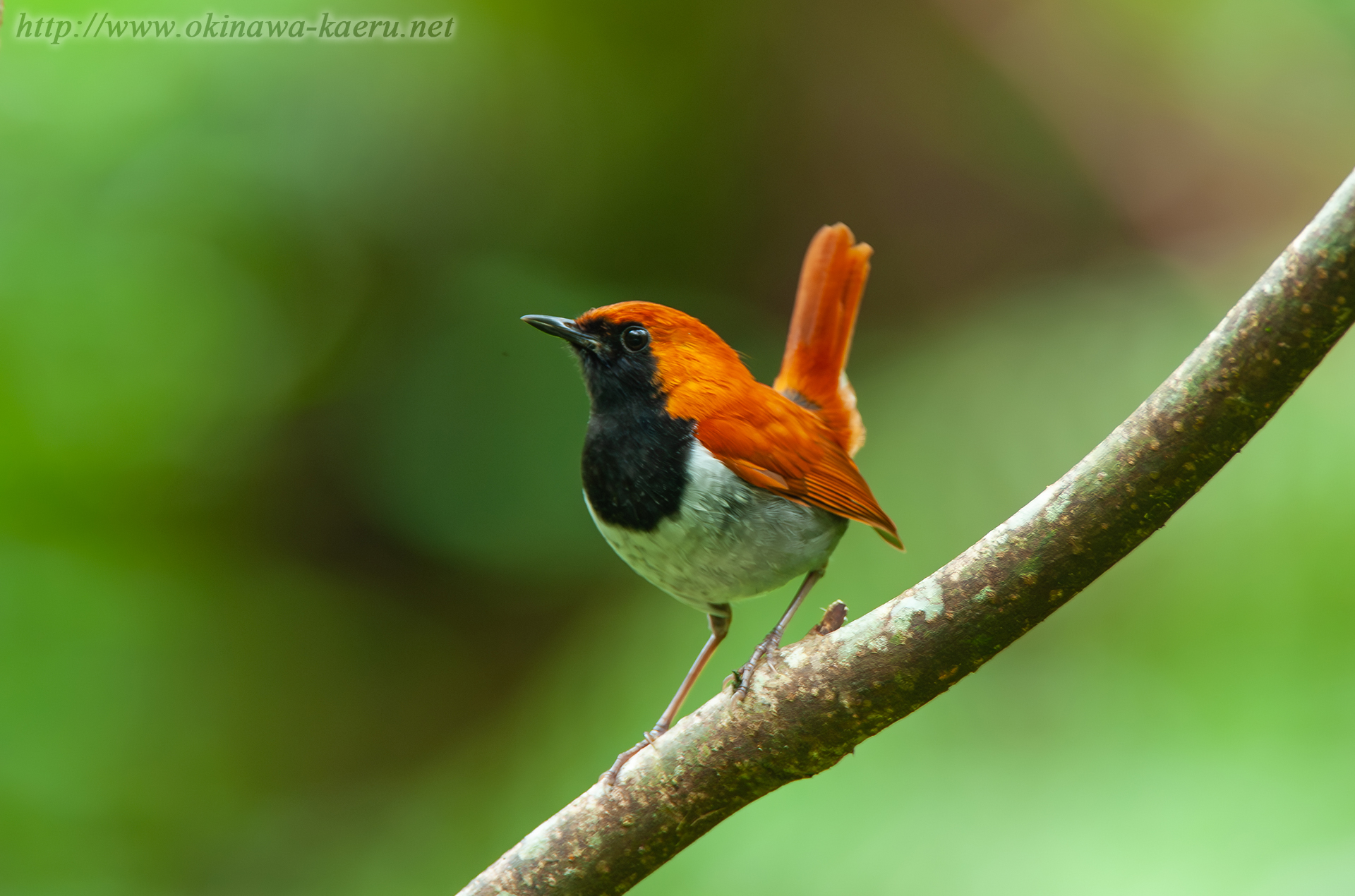 ホントウアカヒゲ Larvivora namiyei Okinawa Robin おきなわカエル商会