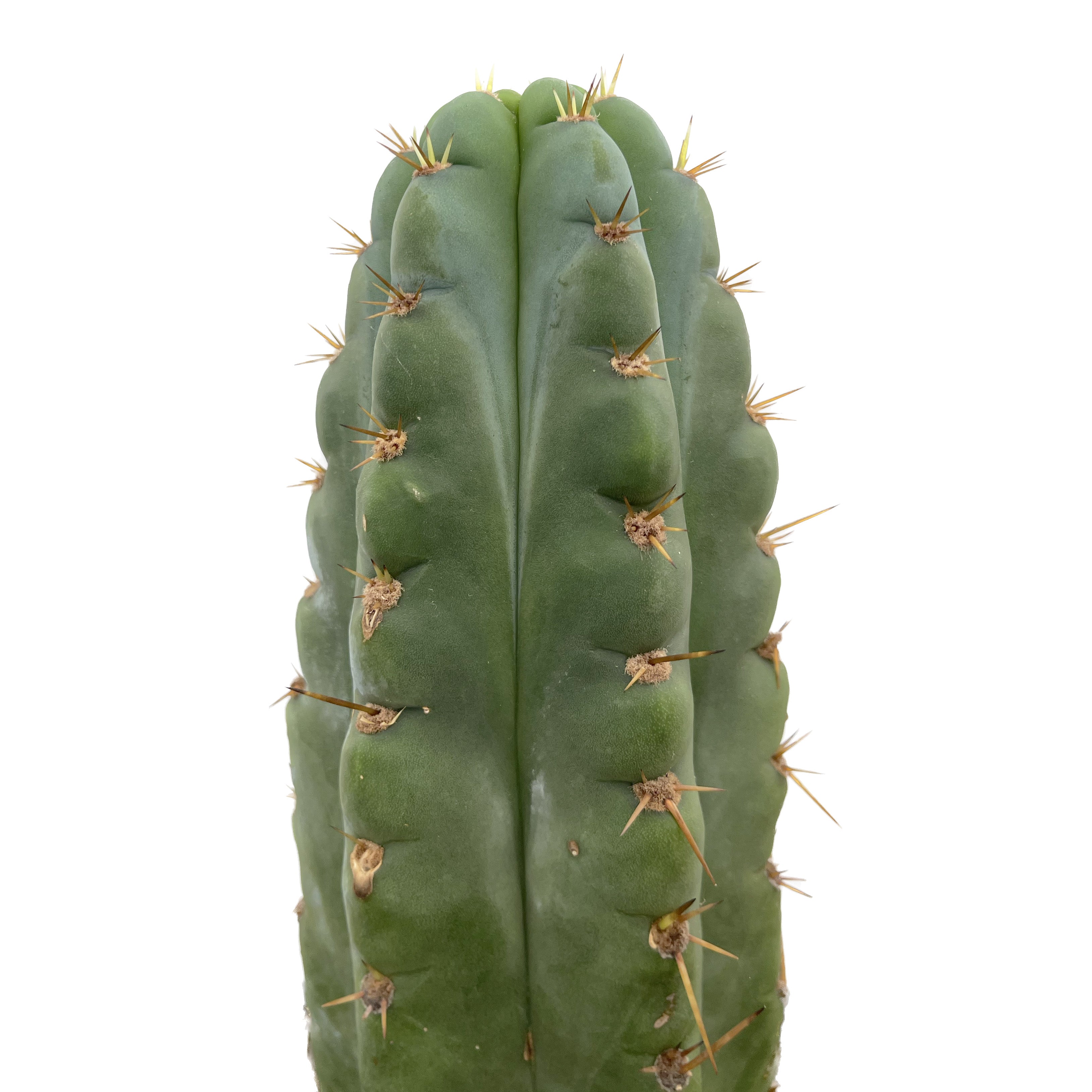 Peruvian Torch Cactus – San Pedro Source