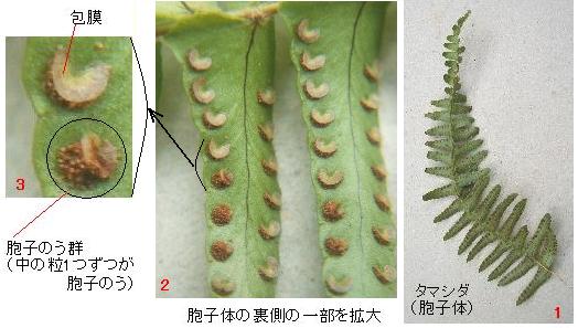 シダ植物の観察-その生活史をたどって