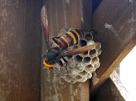 アシナガバチの巣を襲うヒメスズメバチ