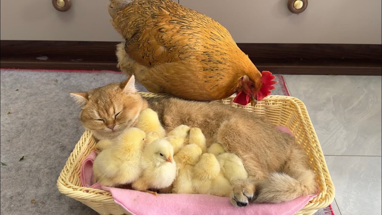 母鶏より子猫を選んだひよこたち | 肉球ドットコム（299.com）