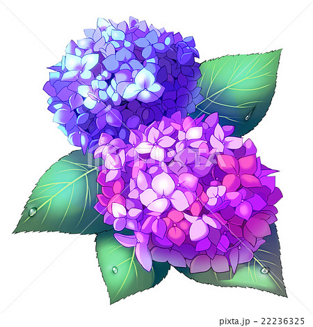 色鮮やかな紫陽花のイラスト素材 [22236325] - PIXTA